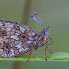 Boloria selene im Perlenkleid