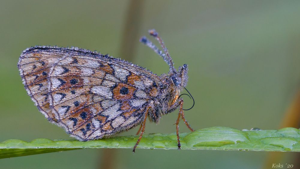 Boloria selene im Perlenkleid