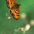 Boloria Selene - Loc. Goiane - Ome (Bs) Nikon D200 - Tokina 100 Macro