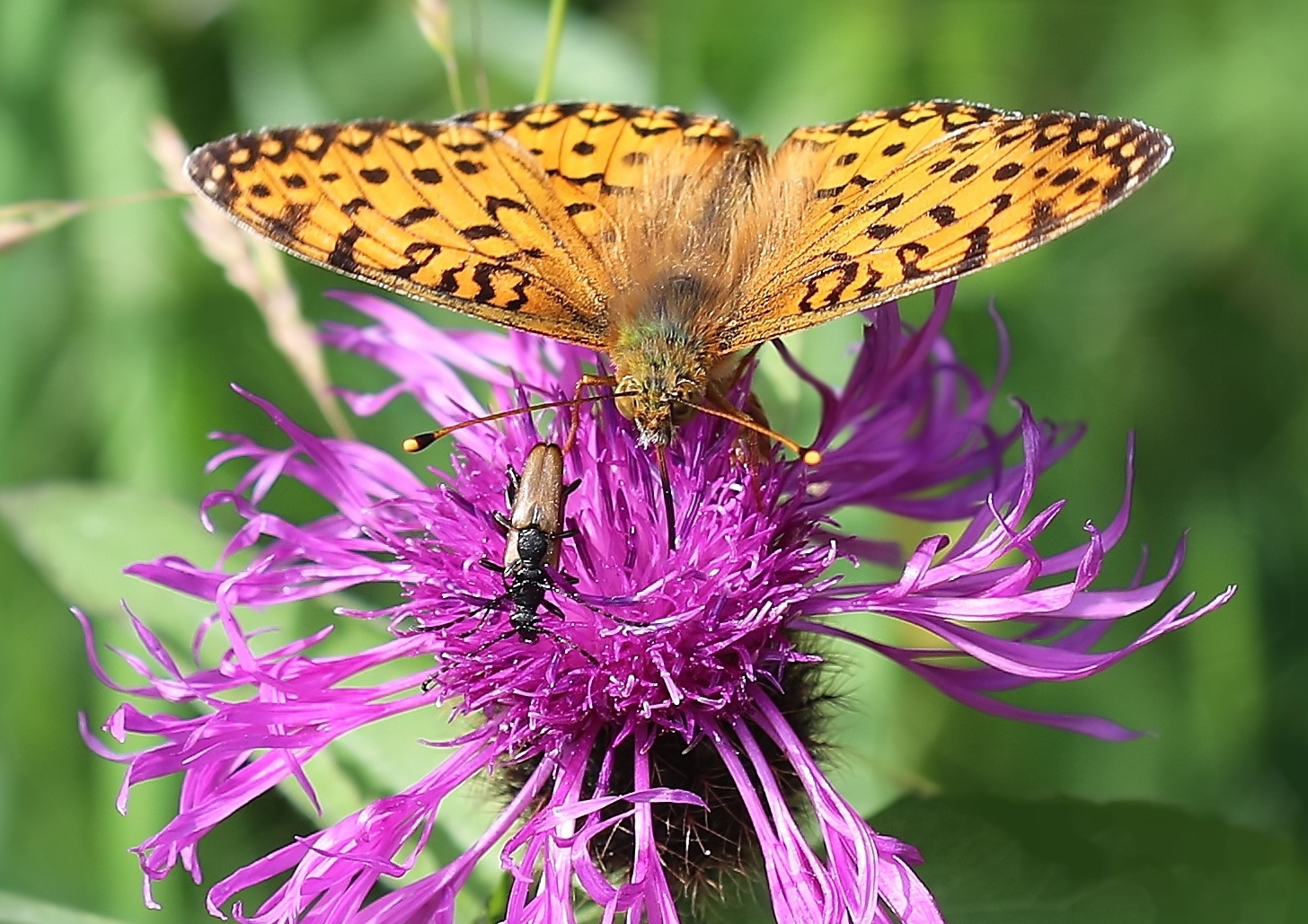 Boloria selene sur Centaurea scabiosa + deux Leptura livida