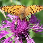 Boloria selene sur Centaurea scabiosa + deux Leptura livida