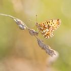 Boloria selenia