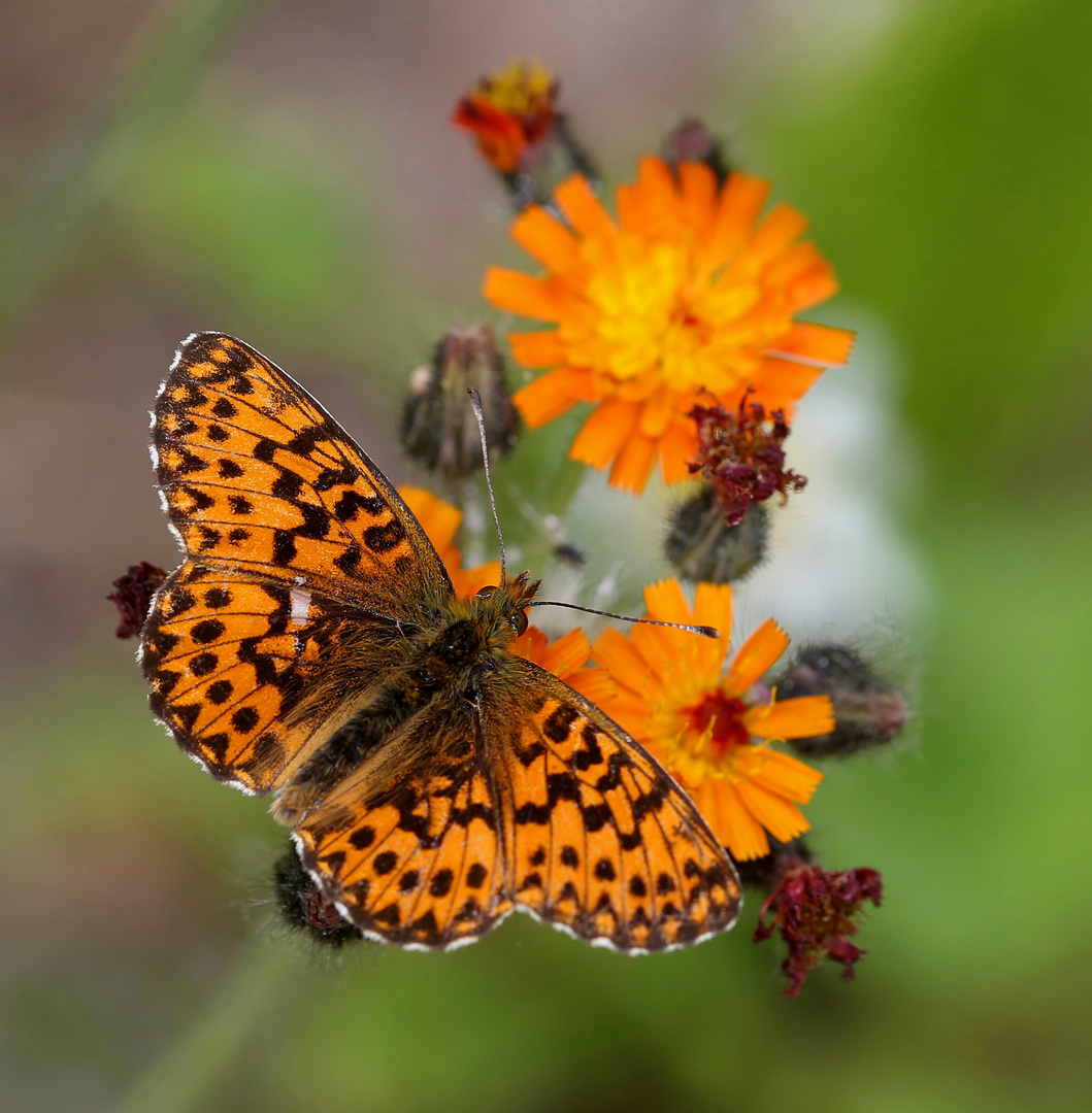 Boloria titania Foto & Bild makro, natur, schmetterling Bilder auf