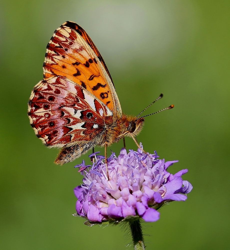 Boloria titania