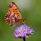 Boloria titania