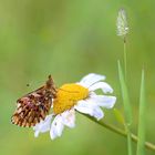 Boloria titania