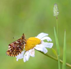 Boloria titania