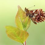 ~ boloria titania ~