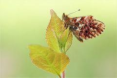 ~ boloria titania ~