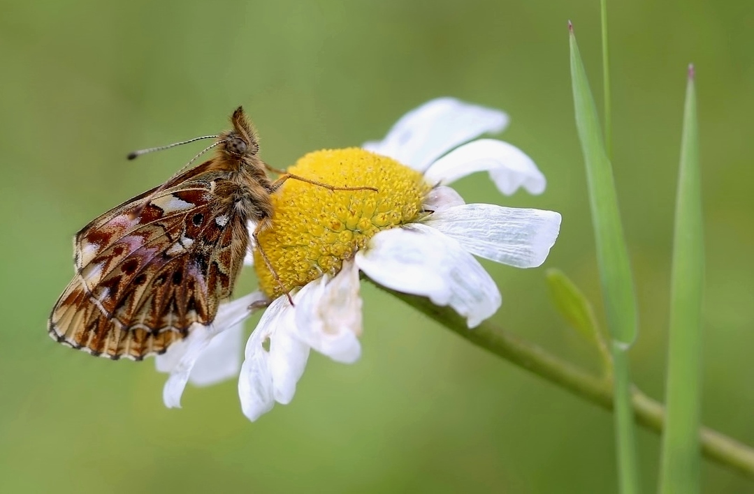 Boloria Titania