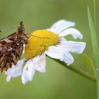 Boloria Titania