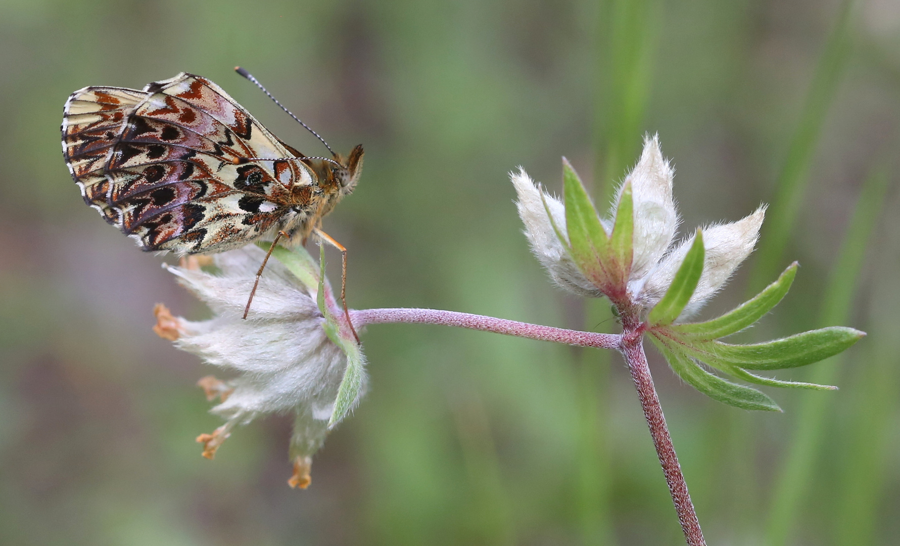 Boloria titania Foto & Bild makro, natur, insekten Bilder auf