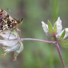 Boloria titania