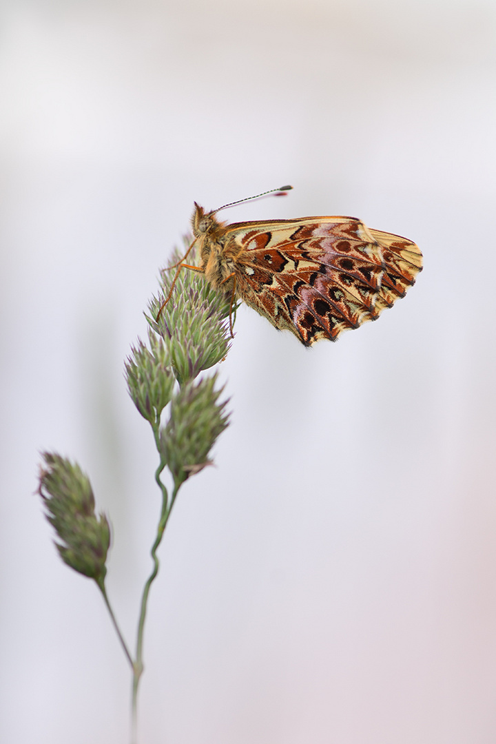 Boloria titania... eine Diva...