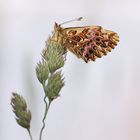 Boloria titania... eine Diva...