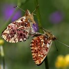 Boloria titania Paarung