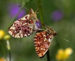 Boloria titania Paarung