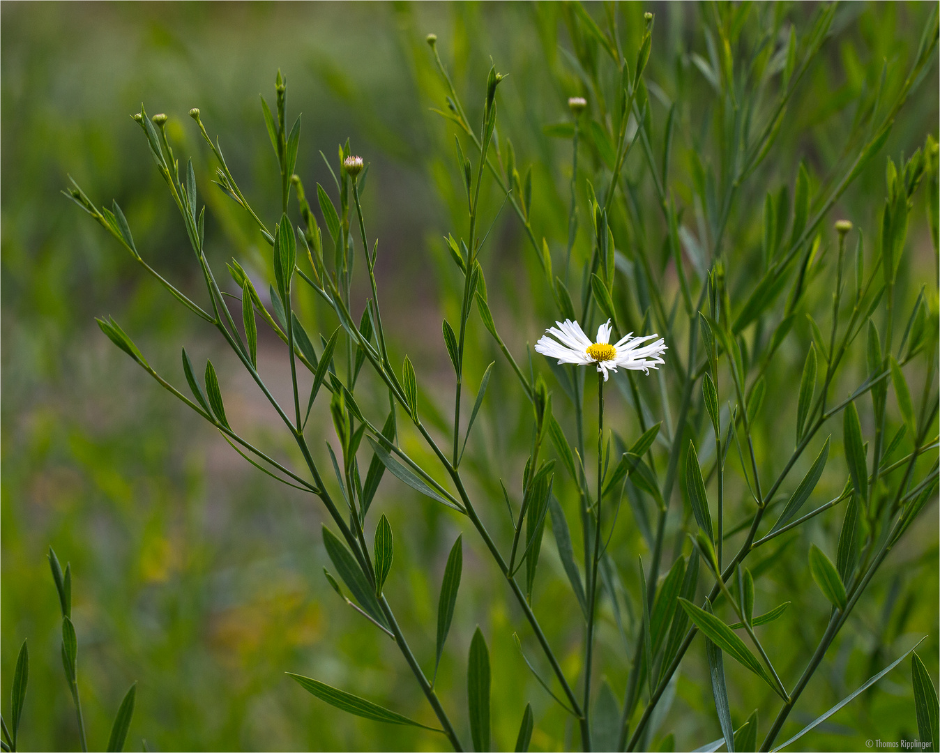 Boltonia asteroides....