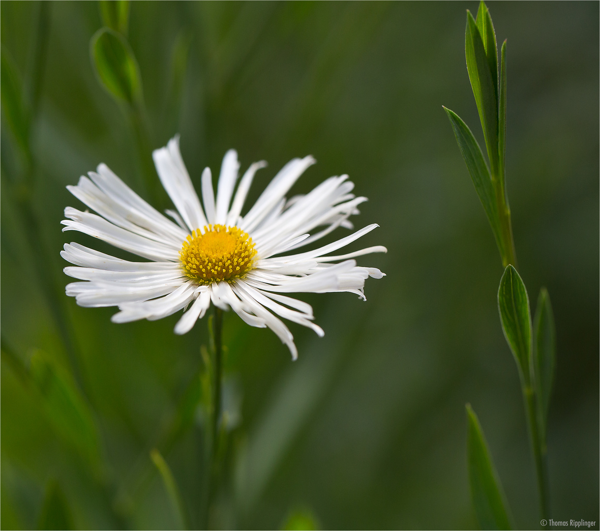 Boltonia asteroides.