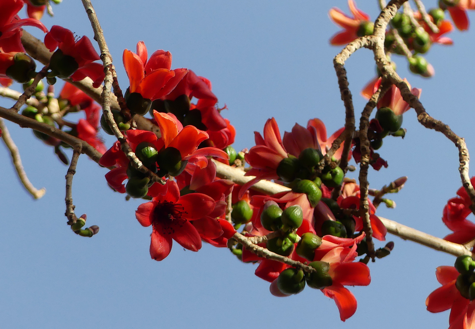 Bombax ceiba