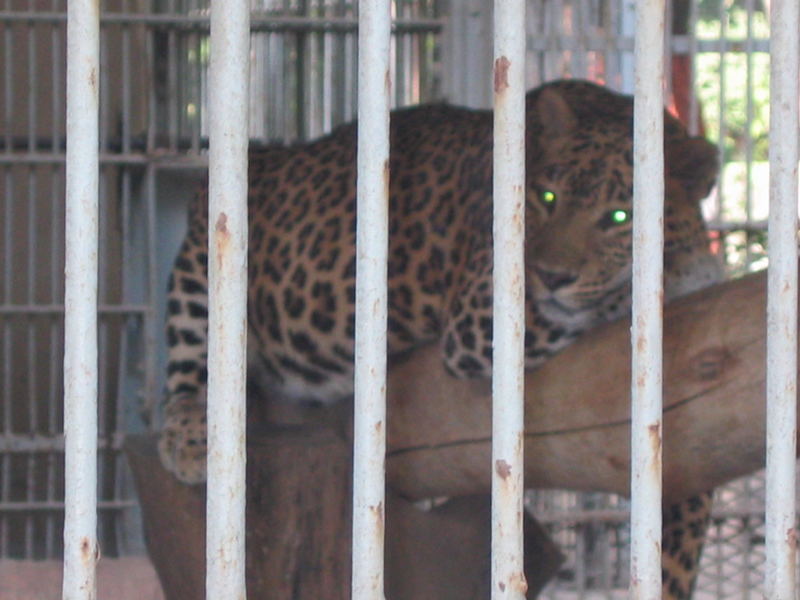 bombay zoo