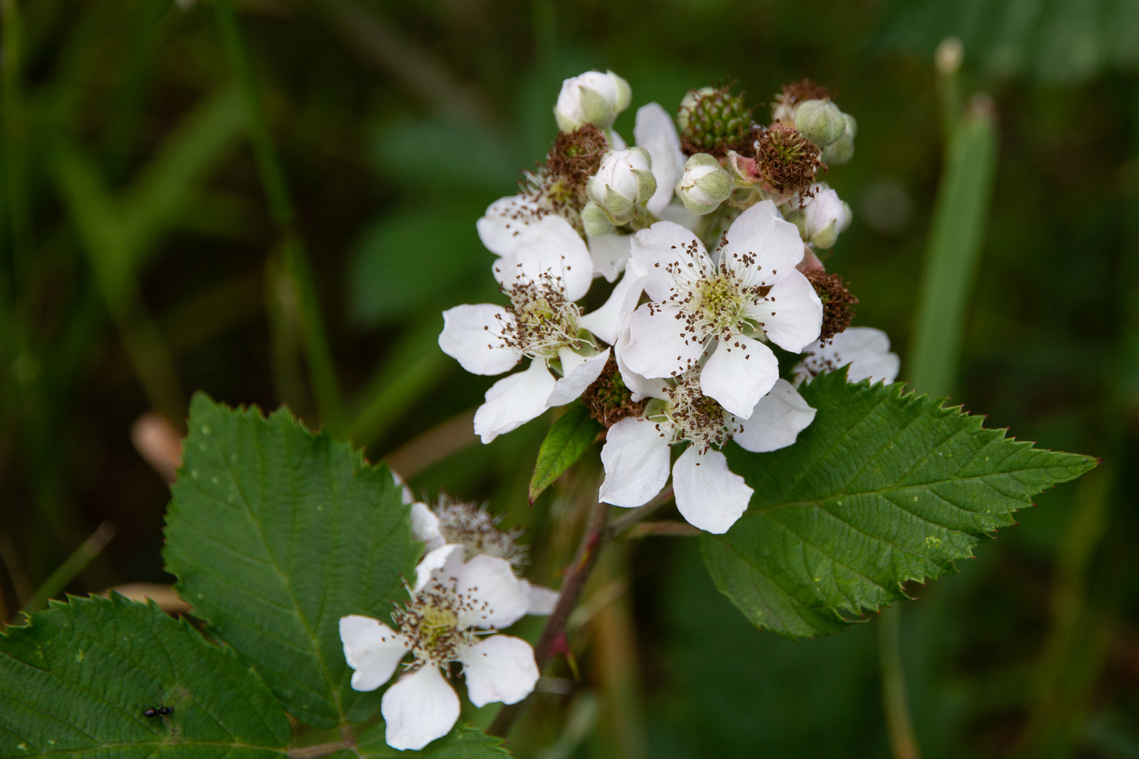 Bombeerblüten