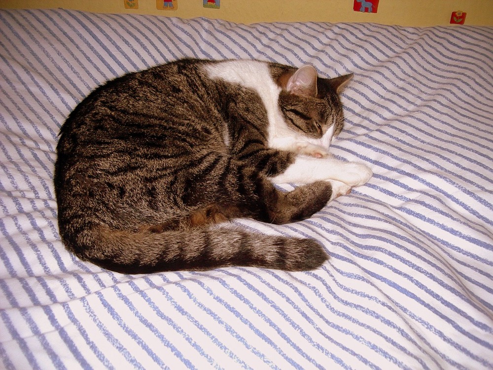 Bombi schläft in meinem Bett