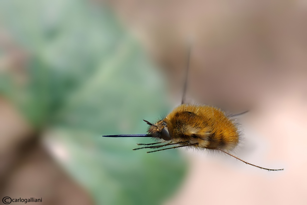 Bombillo in volo