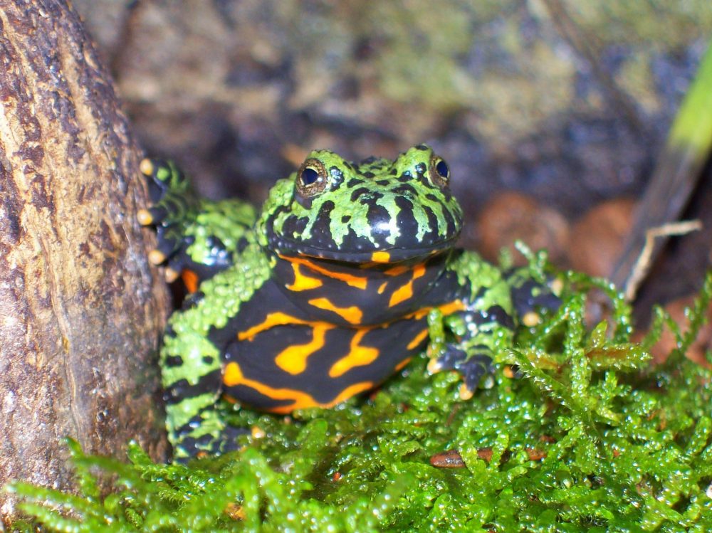 Bombina Orientalis