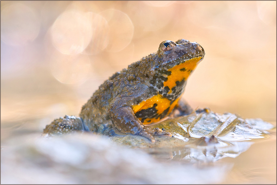 Bombina variegata