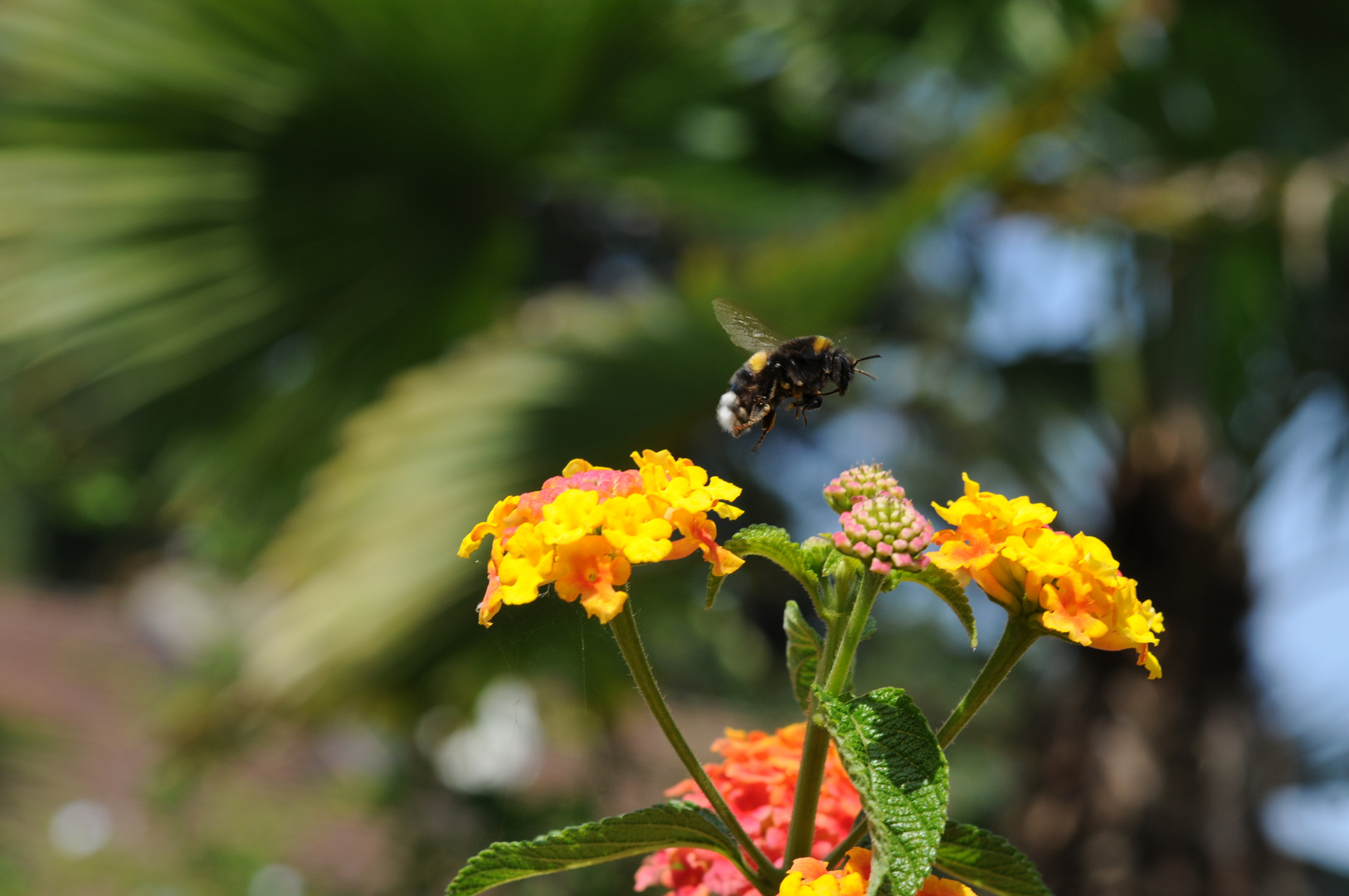 Bombo (Bombus)