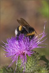 BOMBO (Bombus Latreille, 1802)