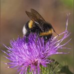 BOMBO (Bombus Latreille, 1802)