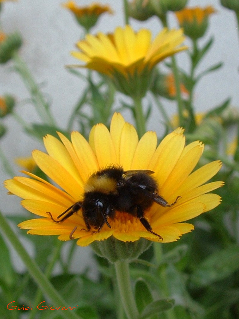 Bombo e Calendula