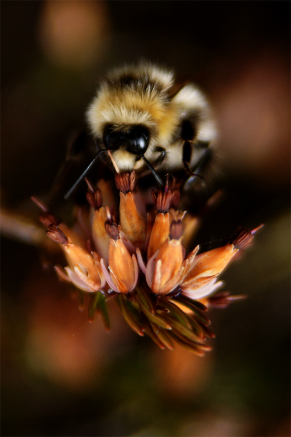 bombo su erica apassita