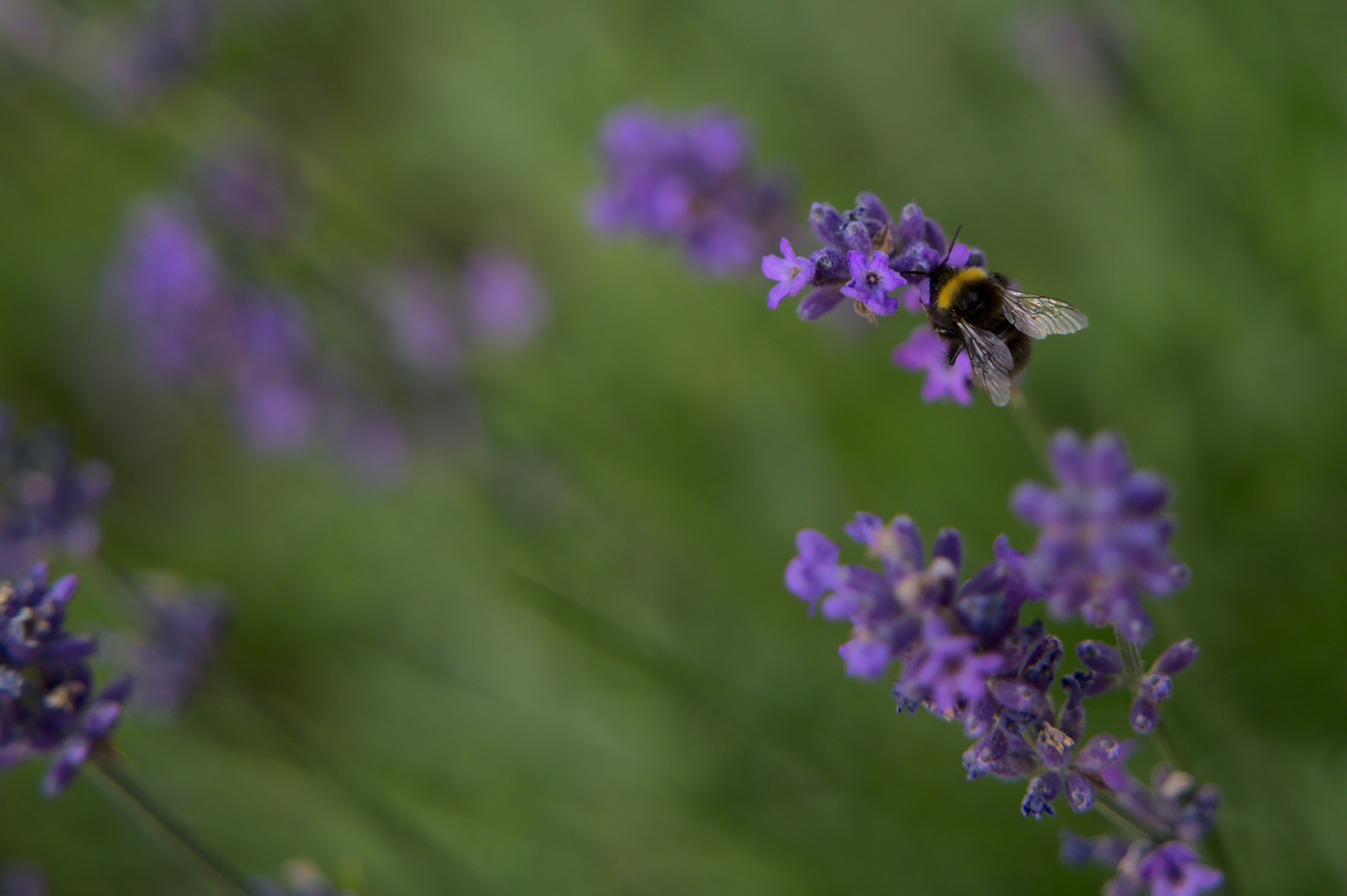 Bombus