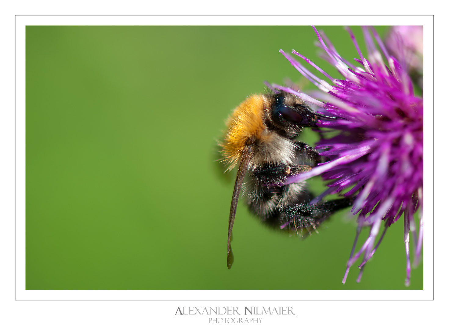 Bombus 2