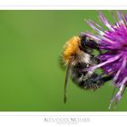 Bombus 2