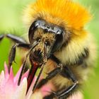 Bombus