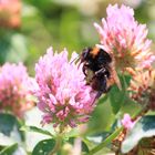 Bombus