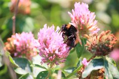 Bombus