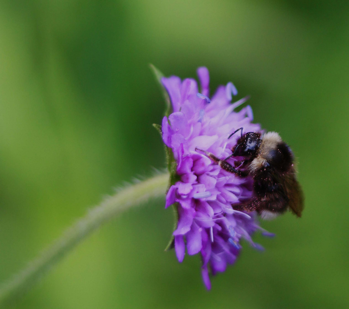 Bombus