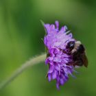 Bombus