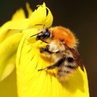 Bombus