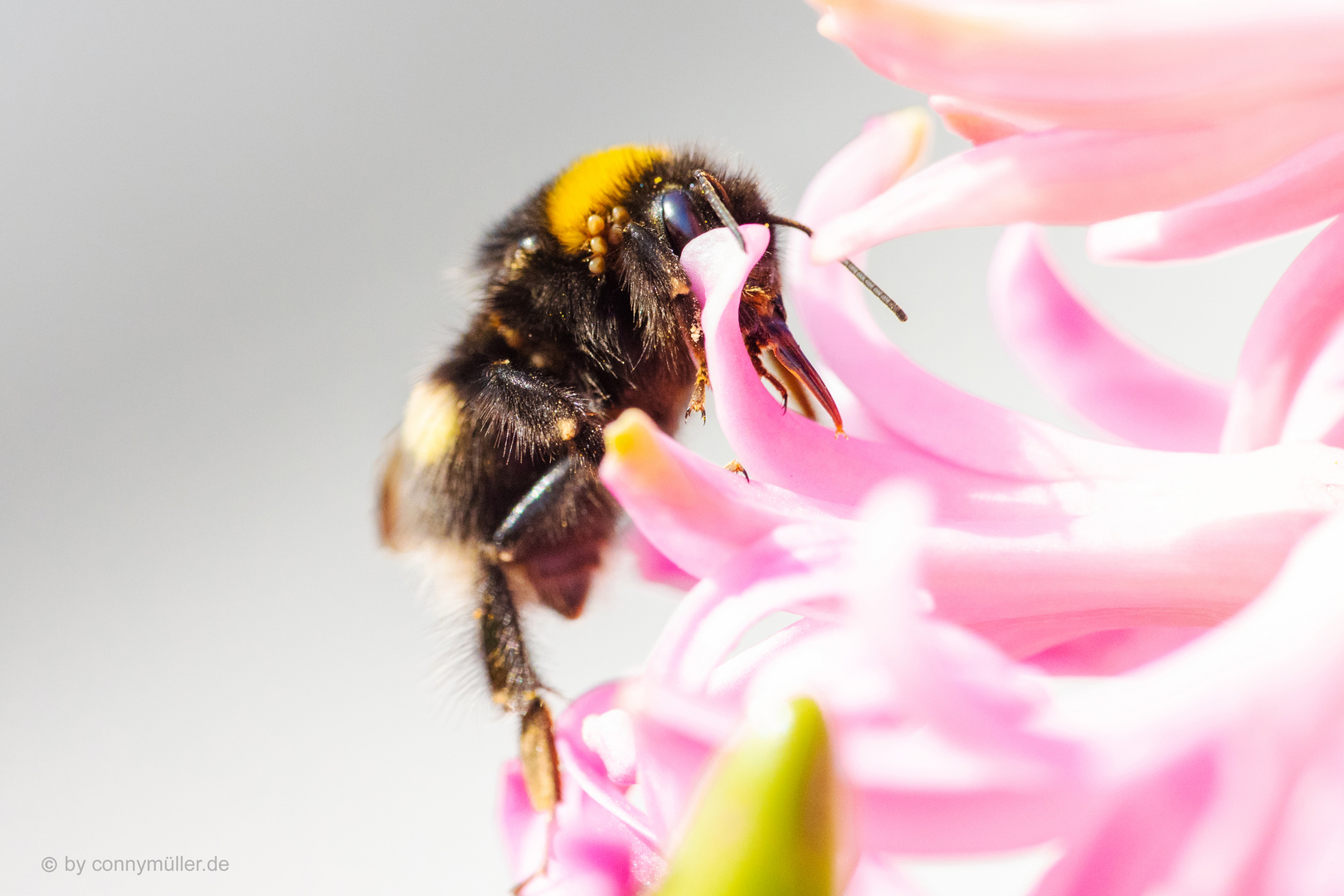 Bombus