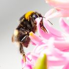 Bombus