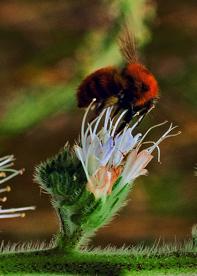 Bombus