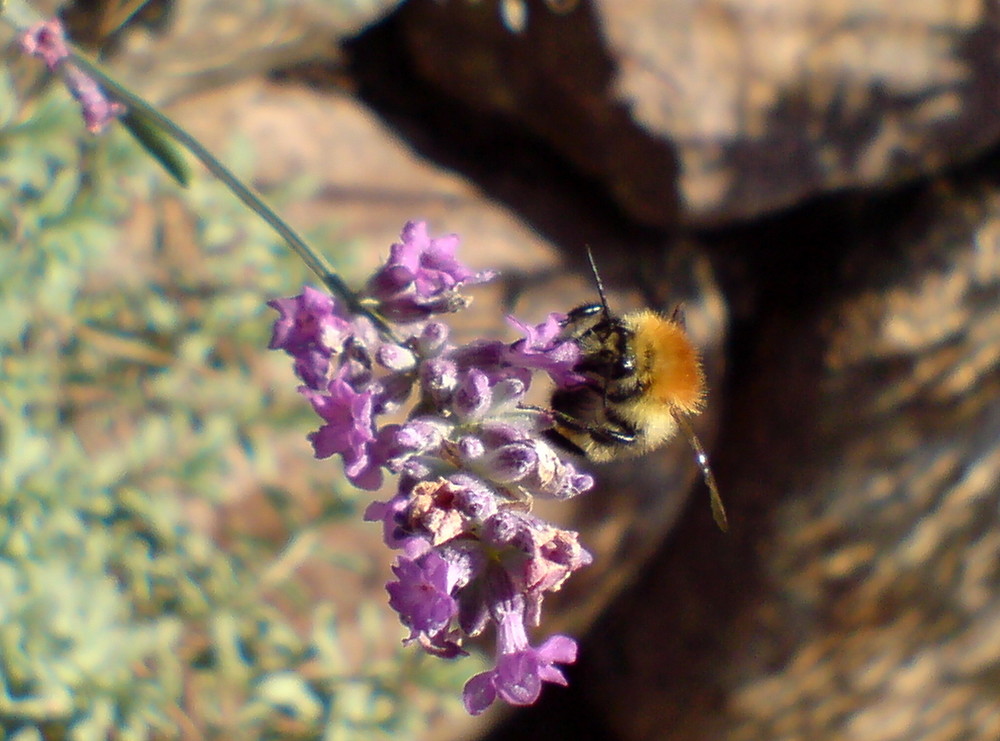 Bombus