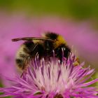 Bombus