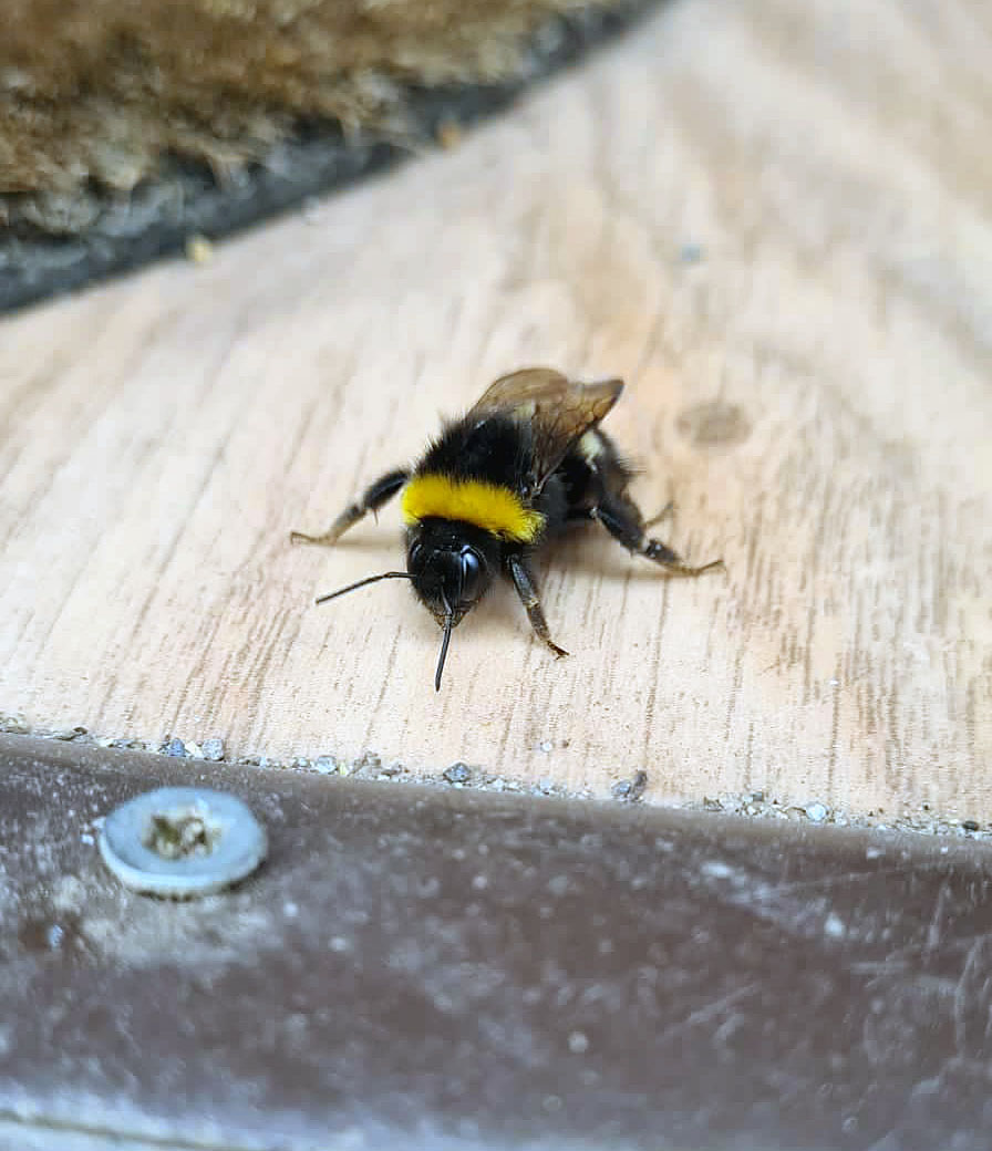 Bombus